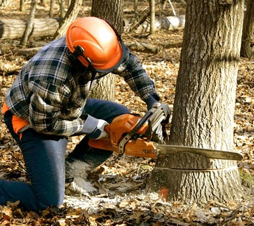 Tree Removal in Yale, OK